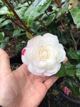 Load image into Gallery viewer, Camellia &#39;April Dawn&#39;
