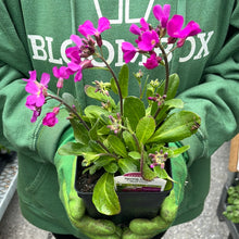 Load image into Gallery viewer, Arabis 'Spring Charm'
