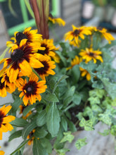 Load image into Gallery viewer, &#39;Autumn Colors&#39; Drop-in Planter
