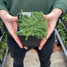 Load image into Gallery viewer, Sedum 'Baby Tears'
