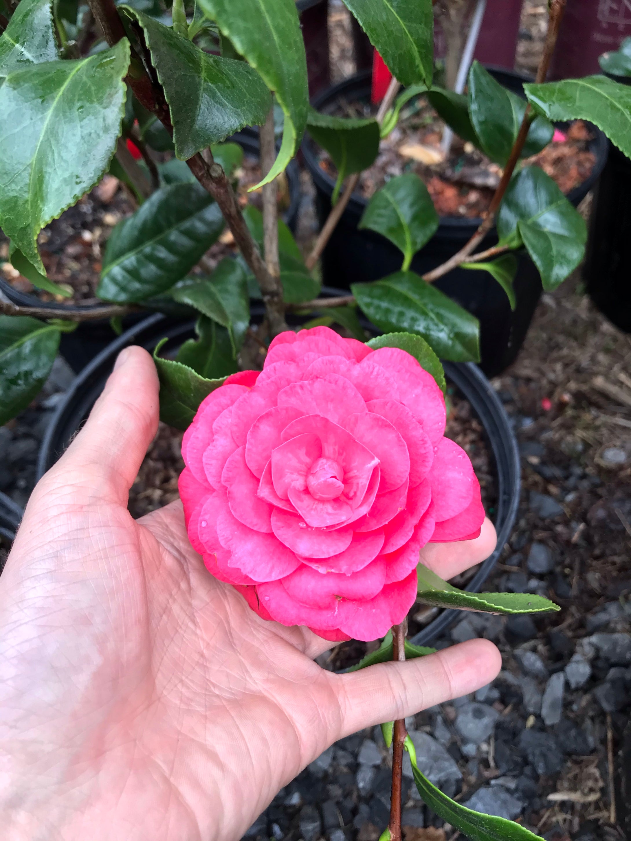 Camellia 'April Dawn'