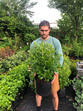 Load image into Gallery viewer, Clethra 'Hummingbird'
