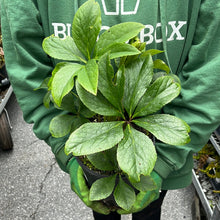 Load image into Gallery viewer, Helleborus &#39;Wedding Bells&#39;
