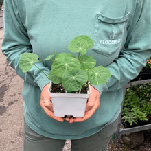 Load image into Gallery viewer, Nasturtium &#39;Alaska Mix&#39;

