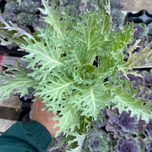 Load image into Gallery viewer, Ornamental Kale &#39;Peacock White&#39;
