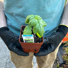 Load image into Gallery viewer, Basil &#39;Genovese Compact&#39;
