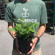 Load image into Gallery viewer, Tricyrtis &#39;Sinonome&#39;
