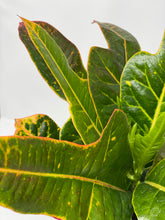 Load image into Gallery viewer, Croton &#39;Excellente&#39;
