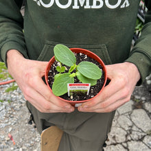Load image into Gallery viewer, Cucumber &#39;Patio Snacker&#39;.
