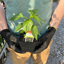 Load image into Gallery viewer, Pepper &#39;Jalapeno&#39;
