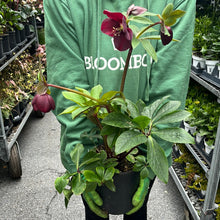 Load image into Gallery viewer, Helleborus &#39;Rome in Red&#39;
