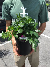 Load image into Gallery viewer, Astilbe 'Vision in White'
