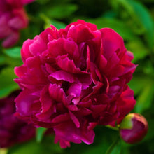 Load image into Gallery viewer, Peony &#39;Felix Crousse&#39;
