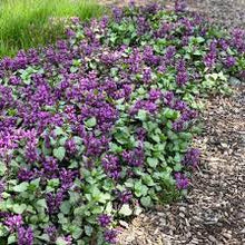 Load image into Gallery viewer, Lamium 'Ghost'
