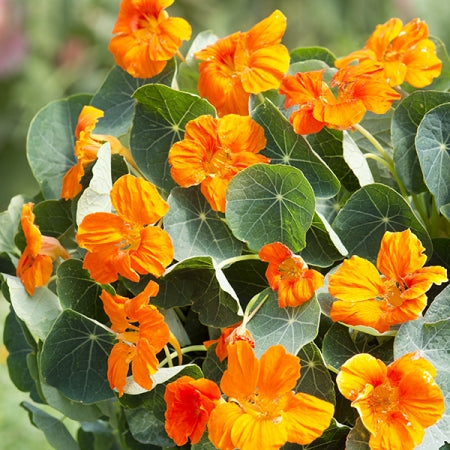 Nasturtium 'Baby Orange'