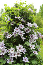 Load image into Gallery viewer, Clematis &#39;Still Waters&#39;
