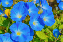 Load image into Gallery viewer, Morning Glory &#39;Heavenly Blue&#39;
