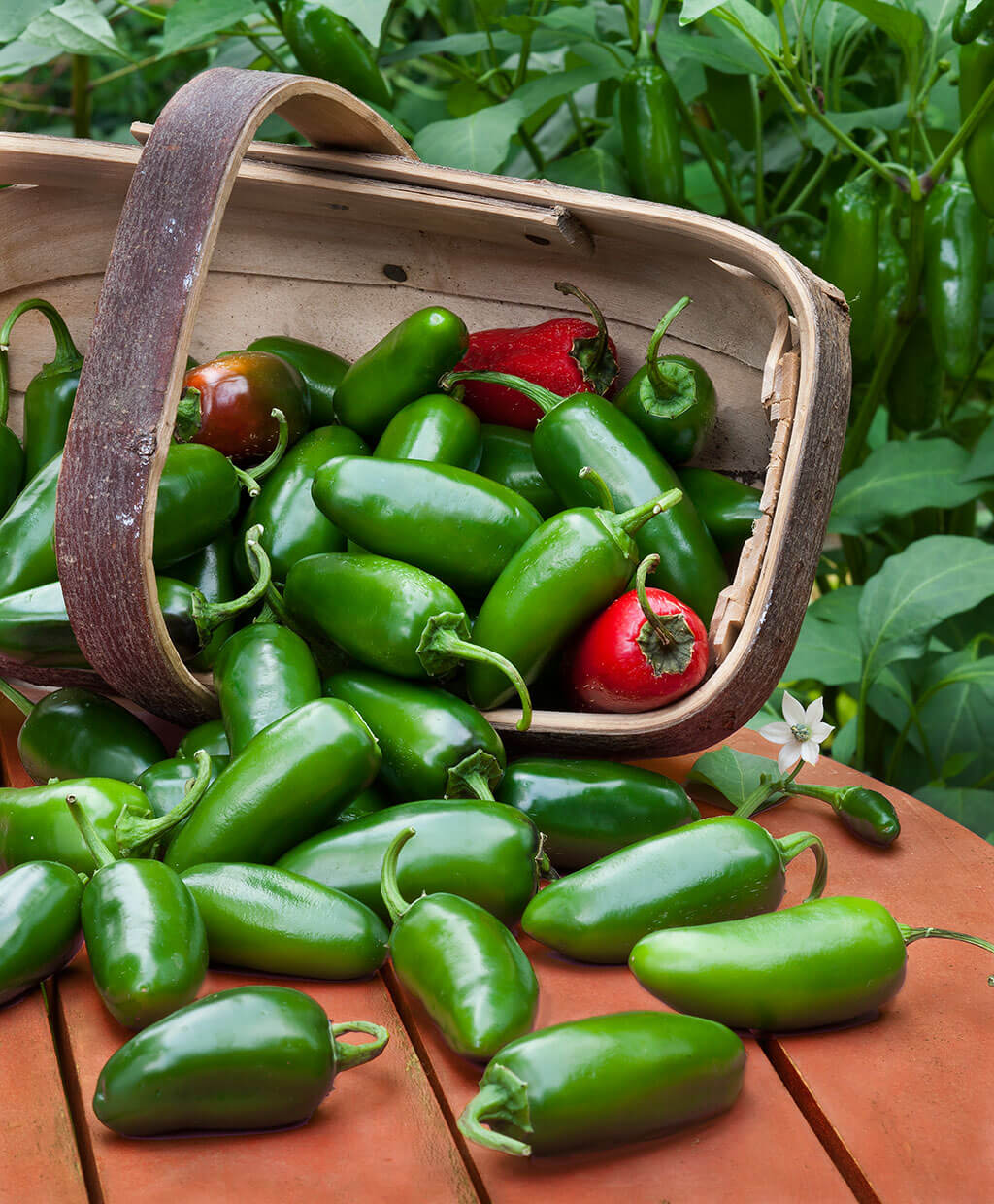 Pepper 'Jalapeno'