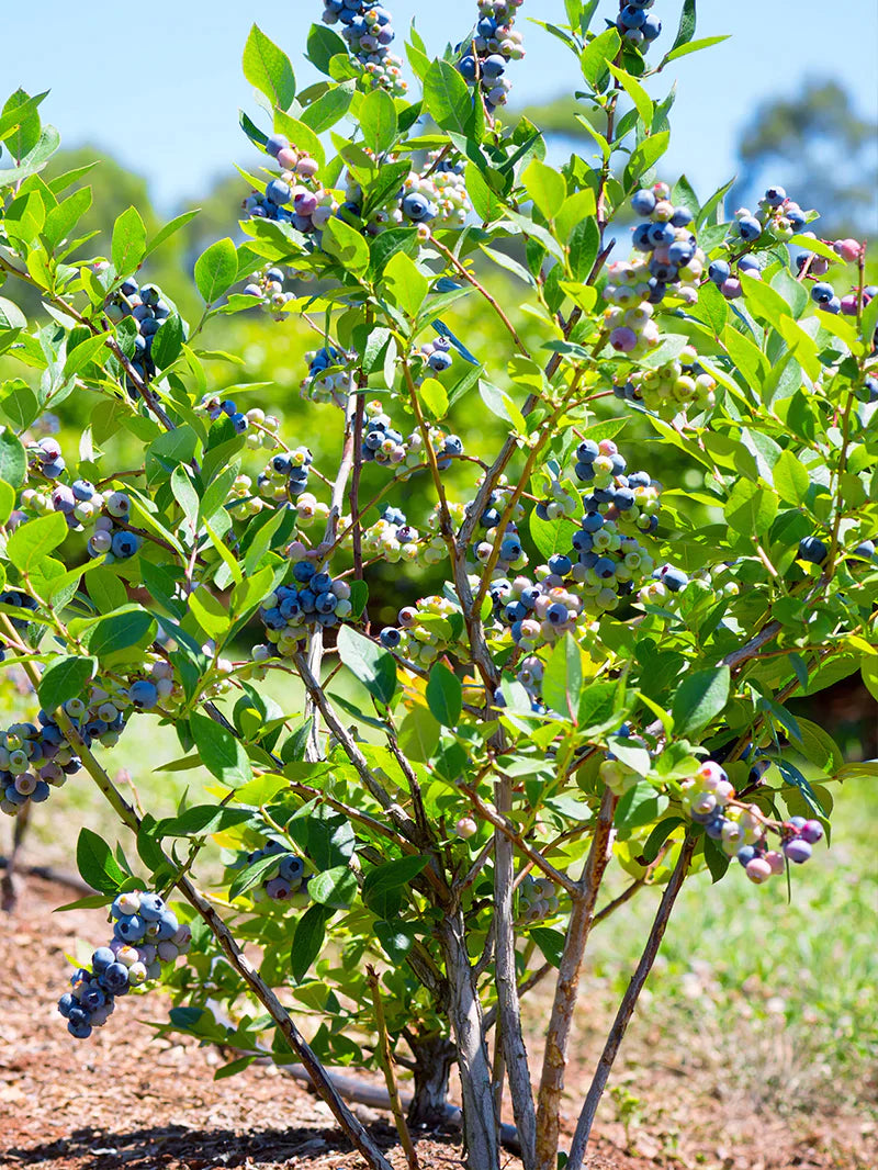 Highbush Blueberry 'Jersey'