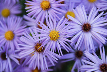 Load image into Gallery viewer, Aster &#39;October Skies&#39;
