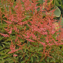 Load image into Gallery viewer, Astilbe 'Key Largo'
