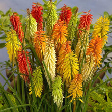 Load image into Gallery viewer, Kniphofia &#39;Flamenco Mix&#39;
