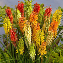 Load image into Gallery viewer, Kniphofia 'Flamenco' (Red Hot Poker)
