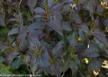 Load image into Gallery viewer, Diervilla 'Kodiak® Black'
