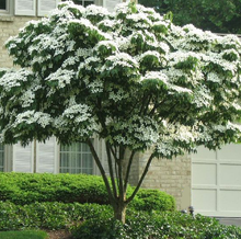 Load image into Gallery viewer, Kousa Flowering Dogwood
