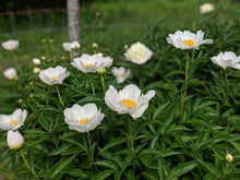 Load image into Gallery viewer, Peony &#39;Krinkled White
