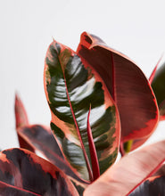 Load image into Gallery viewer, Rubber Tree &#39;Ruby&#39;
