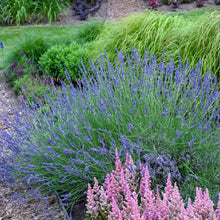 Load image into Gallery viewer, Lavender &#39;Phenomenal&#39;
