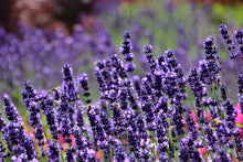 Load image into Gallery viewer, Lavender Sensational!®
