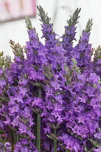 Load image into Gallery viewer, Lavender Sensational!®
