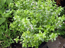 Load image into Gallery viewer, Thyme &#39;Lemon&#39;
