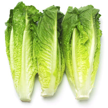 Load image into Gallery viewer, Lettuce &#39;Romaine&#39; - 6 pack
