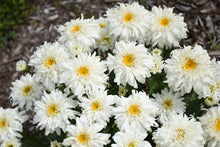 Load image into Gallery viewer, Leucanthemum 'Marshmallow'
