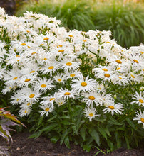 Load image into Gallery viewer, Leucanthemum 'Marshmallow'
