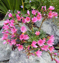 Load image into Gallery viewer, Lewisia &#39;Little Plum&#39;

