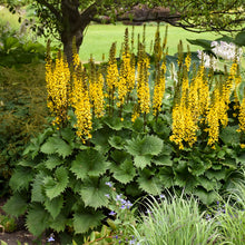 Load image into Gallery viewer, Ligularia &#39;The Rocket&#39;
