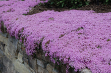 Load image into Gallery viewer, Thyme &#39;Purple Carpet&#39;
