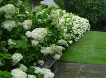Load image into Gallery viewer, Hydrangea &#39;Limelight&#39;
