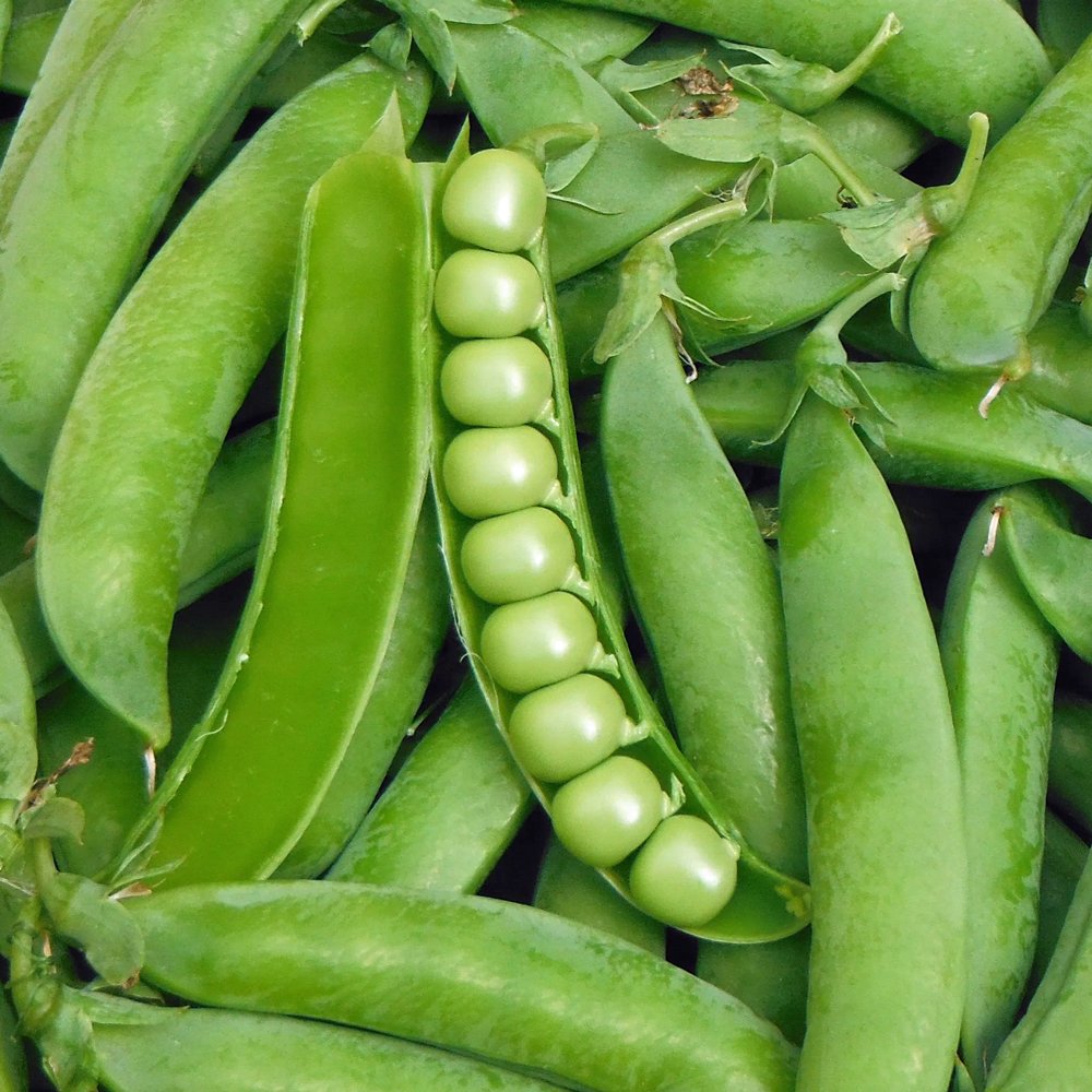 Peas 'Lincoln'