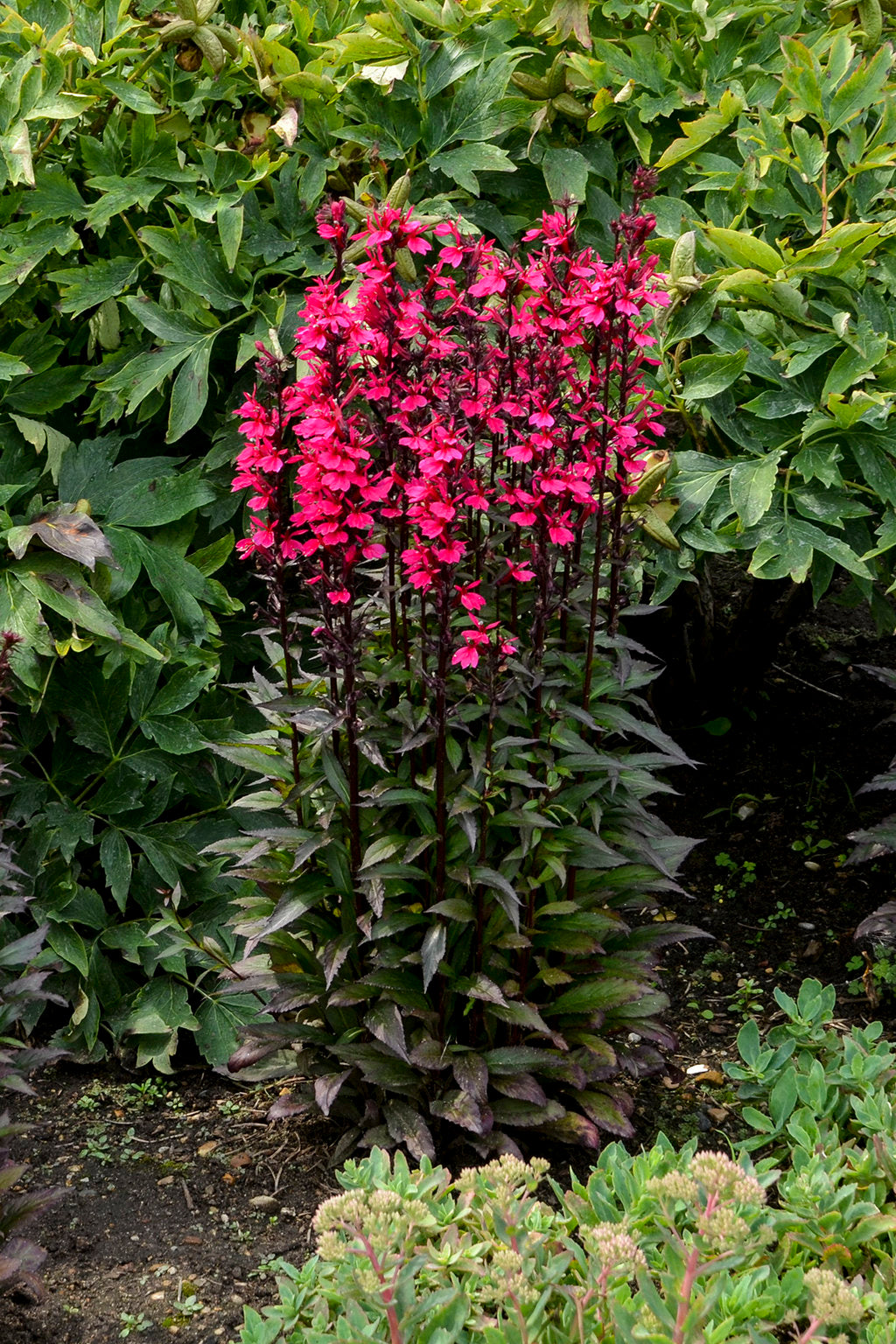 Lobelia 'Starship Deep Rose'