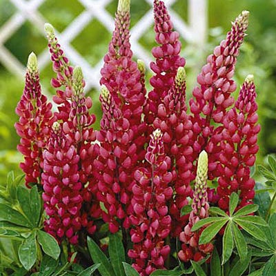 Lupine 'Gallery Red'