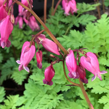 Load image into Gallery viewer, Dicentra &#39;Luxuriant&#39; (Bleeding Heart)
