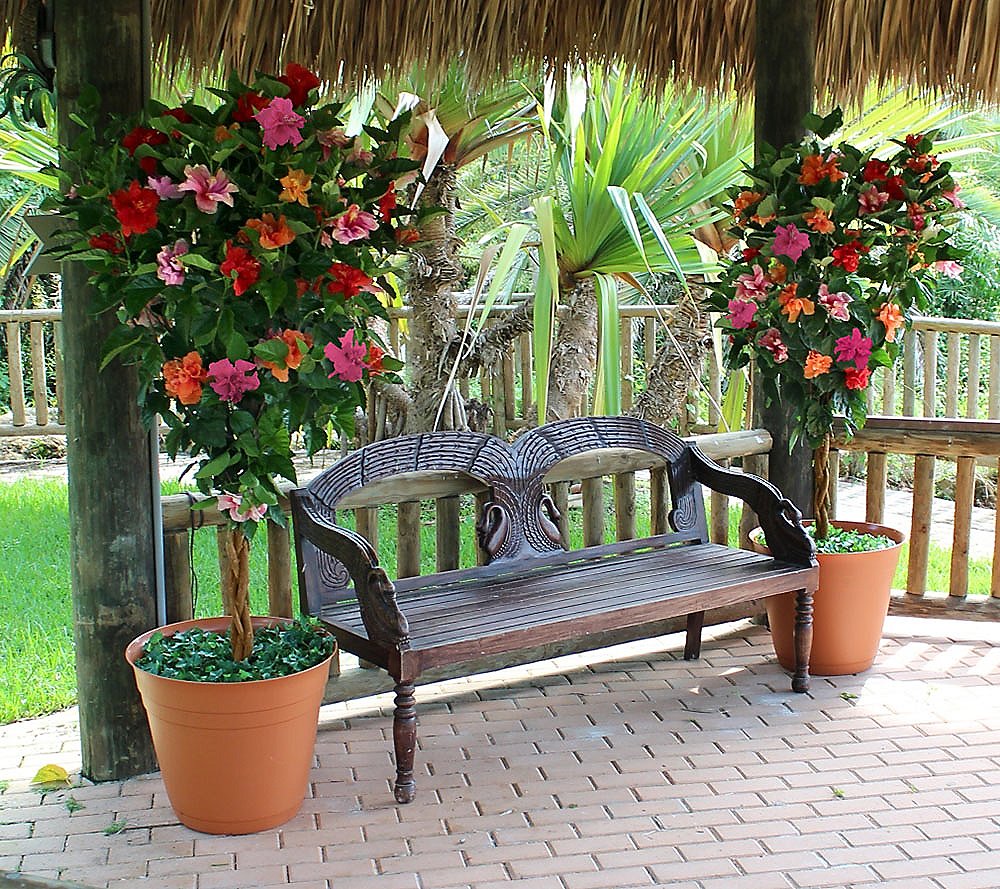 Braided Hibiscus Tree (Jumbo)