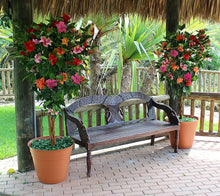 Load image into Gallery viewer, Tropical Hibiscus Tree (Jumbo)
