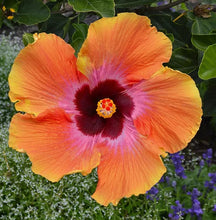Load image into Gallery viewer, Hibiscus Bush 'Fiesta'
