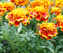 Load image into Gallery viewer, Marigold (French) &#39;Bonanza Bee&#39;
